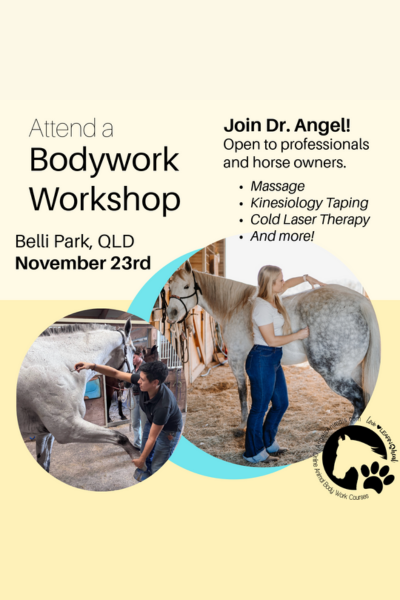 Equine Bodywork Workshop1